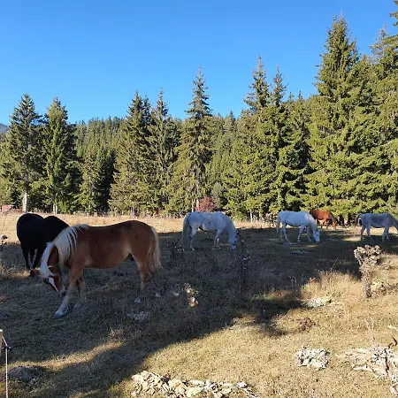 Lägenhetshotell вю, флора, комплекс маунтин 4*