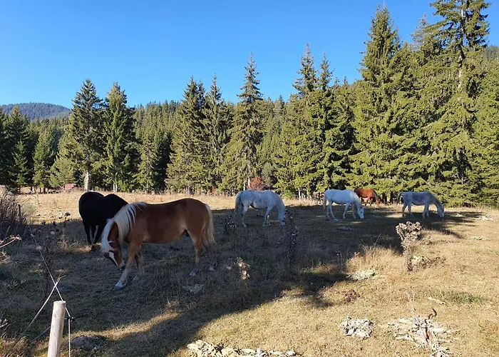 Lägenhetshotell вю, флора, комплекс маунтин 4*